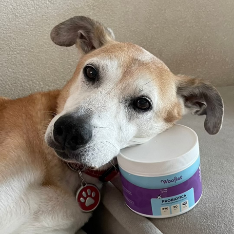 Beste probiotica voor honden: waar moet je op letten?