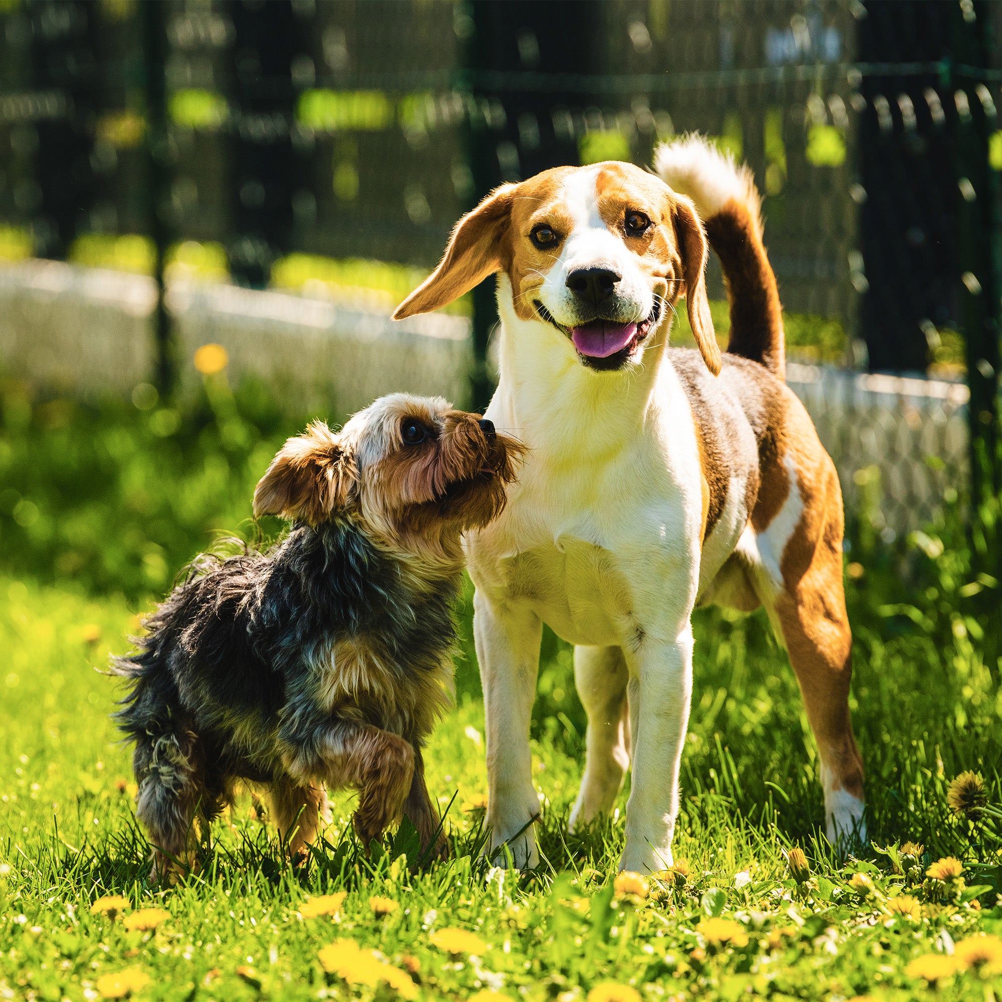 De Ultieme Gids voor Probiotica voor Honden: Alles Wat Je Moet Weten