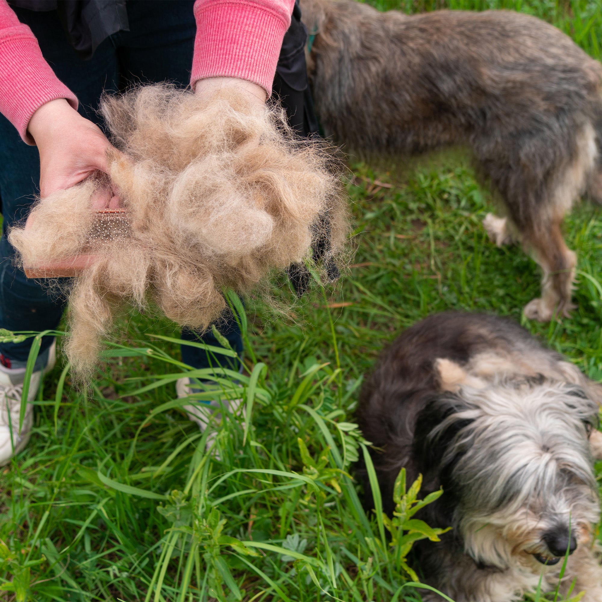 Haaruitval bij honden: oorzaken, behandeling en preventie