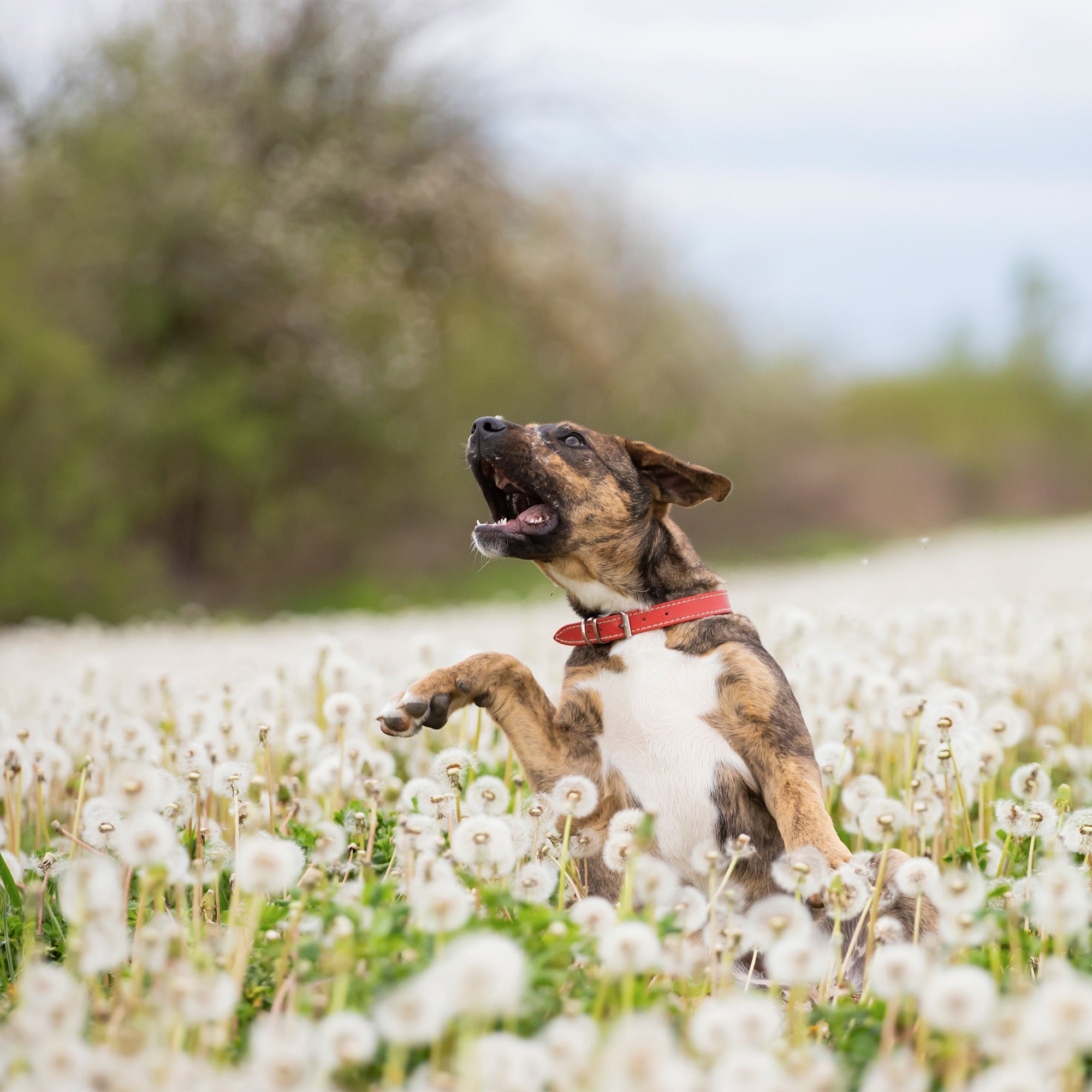 Natuurlijke Verlichting voor Honden met Allergieën: Ontdek Woofies Allergie Support Chews