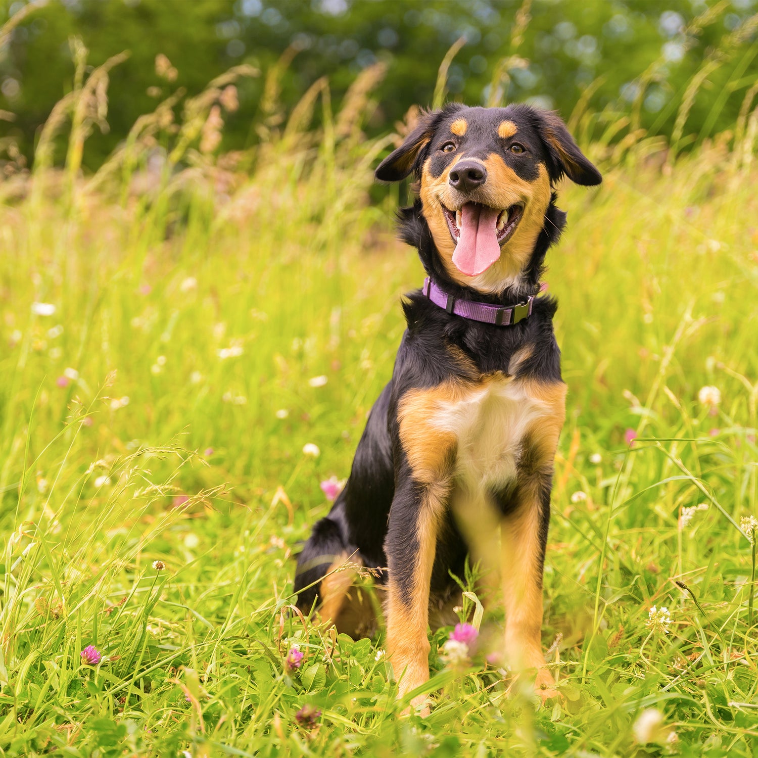 Alles over MSM voor Honden: Voordelen, Dosering en Woofies Supplementen