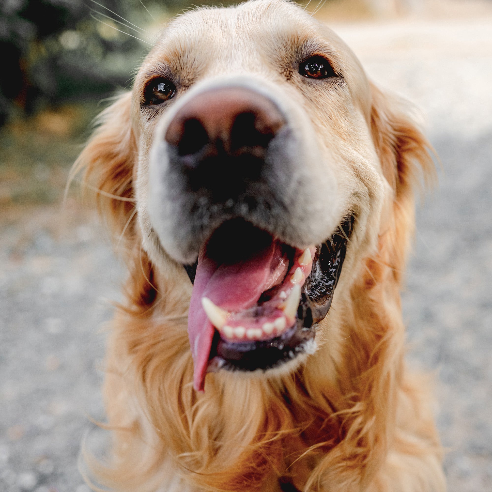 Woofies Dental Chews vs. Dentastix: Kies het Beste voor de Tandgezondheid van Je Hond
