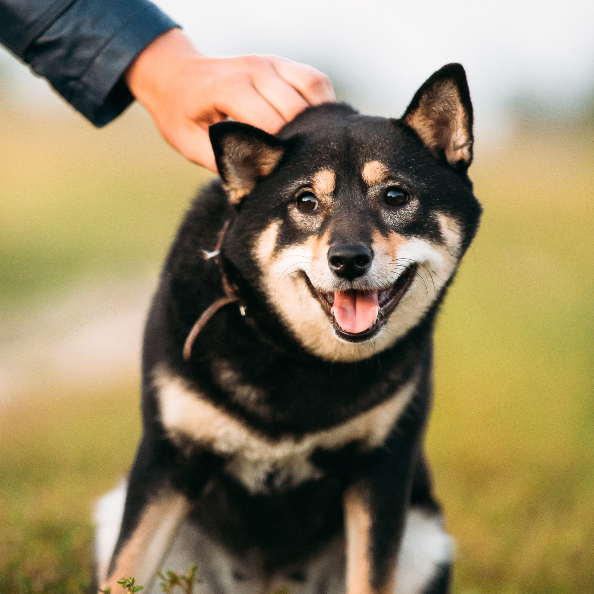 De Belangrijke Rol van Omega 3 in de Gezondheid van Honden - Woofies