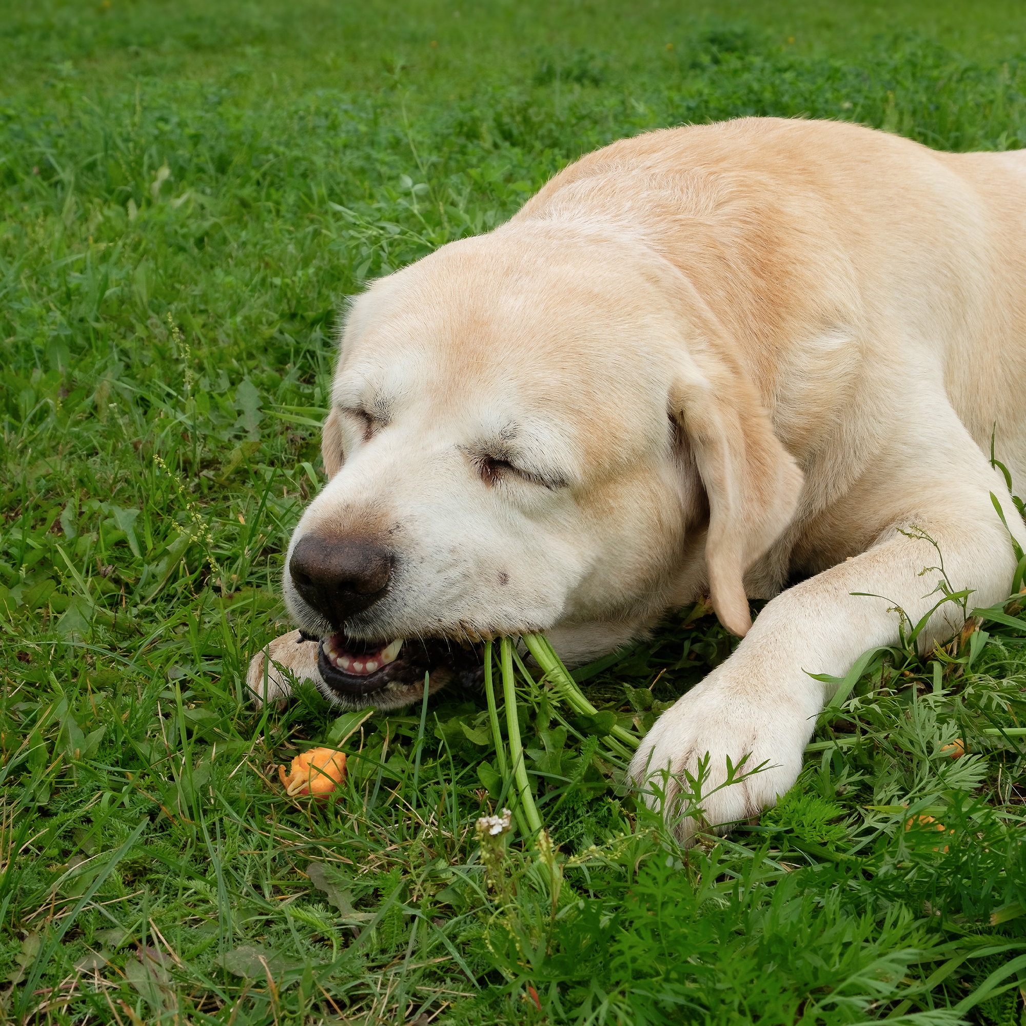 Is het normaal dat een hond gras eet? Ontdek de rol van Probiotica van Woofies